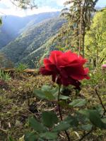 Rose with a mountain background