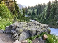 Contrast between the trees, plants, mossy rocks, and ice.