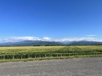 Corn fields in the countryside