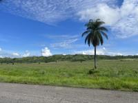 Palm Tree by the Hills