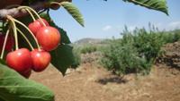 Cherries in Syria