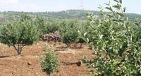 Apple orchard with the hills in the background
