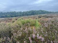 Landscapes of the Veluwe